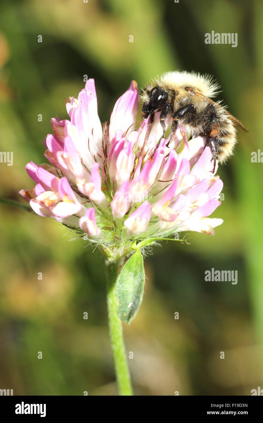 Macro honey bee hi-res stock photography and images - Alamy