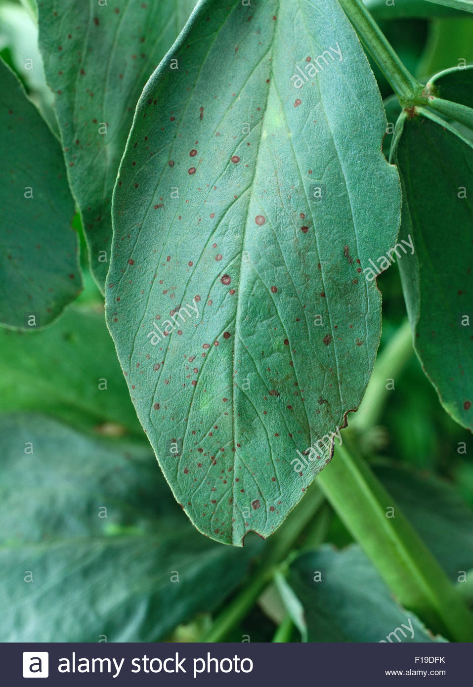 Broad Bean Leaf High Resolution Stock Photography and Images - Alamy