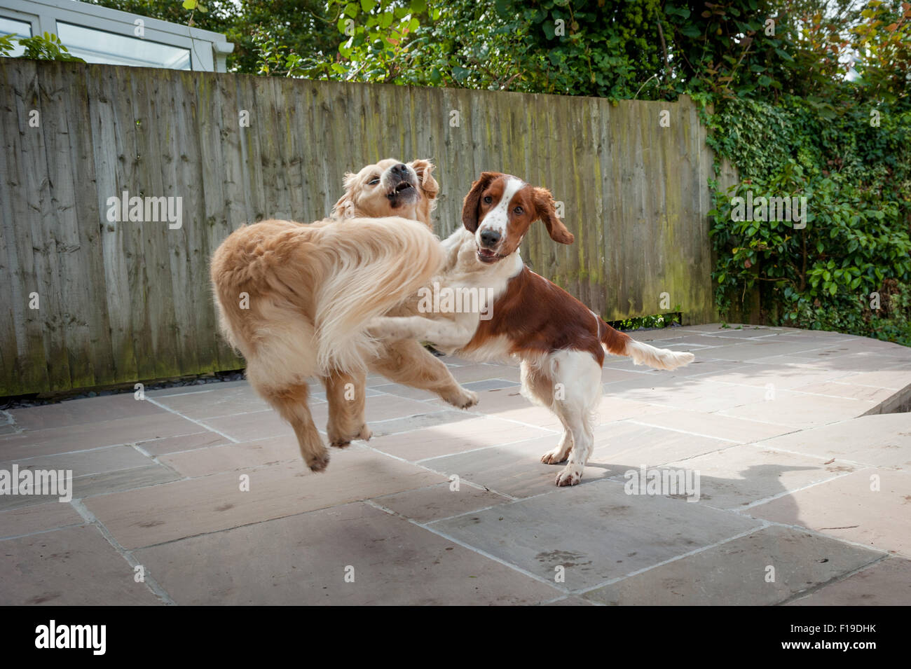 A golden retriever and a welsh springer spaniel at play Stock Photo - Alamy