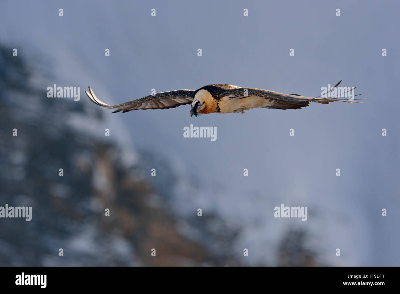 Gypaetus barbatus / Bartgeier / Laemmergeier / Bearded Vulture flying in front of a snow covered mountains. Stock Photo