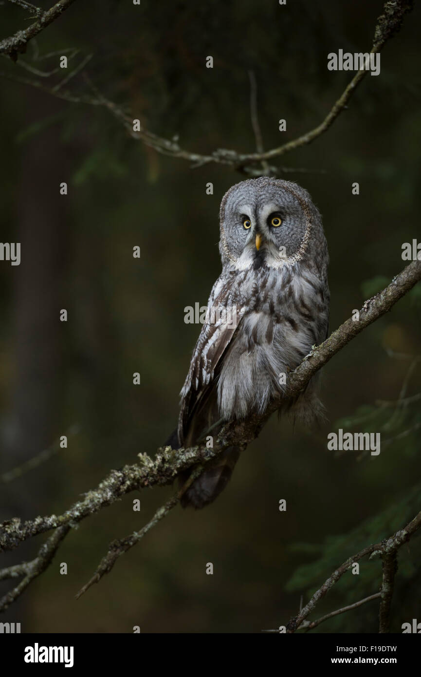 Strix nebulosa / Great Grey Owl / Bartkauz / Lapplandeule, the largest species of owls, sits on a branch in a dark forest. Stock Photo