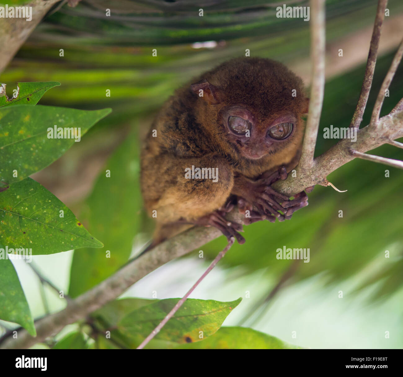 Smiling cute tarsier sitting on a tree, Bohol island, Philippines Stock ...