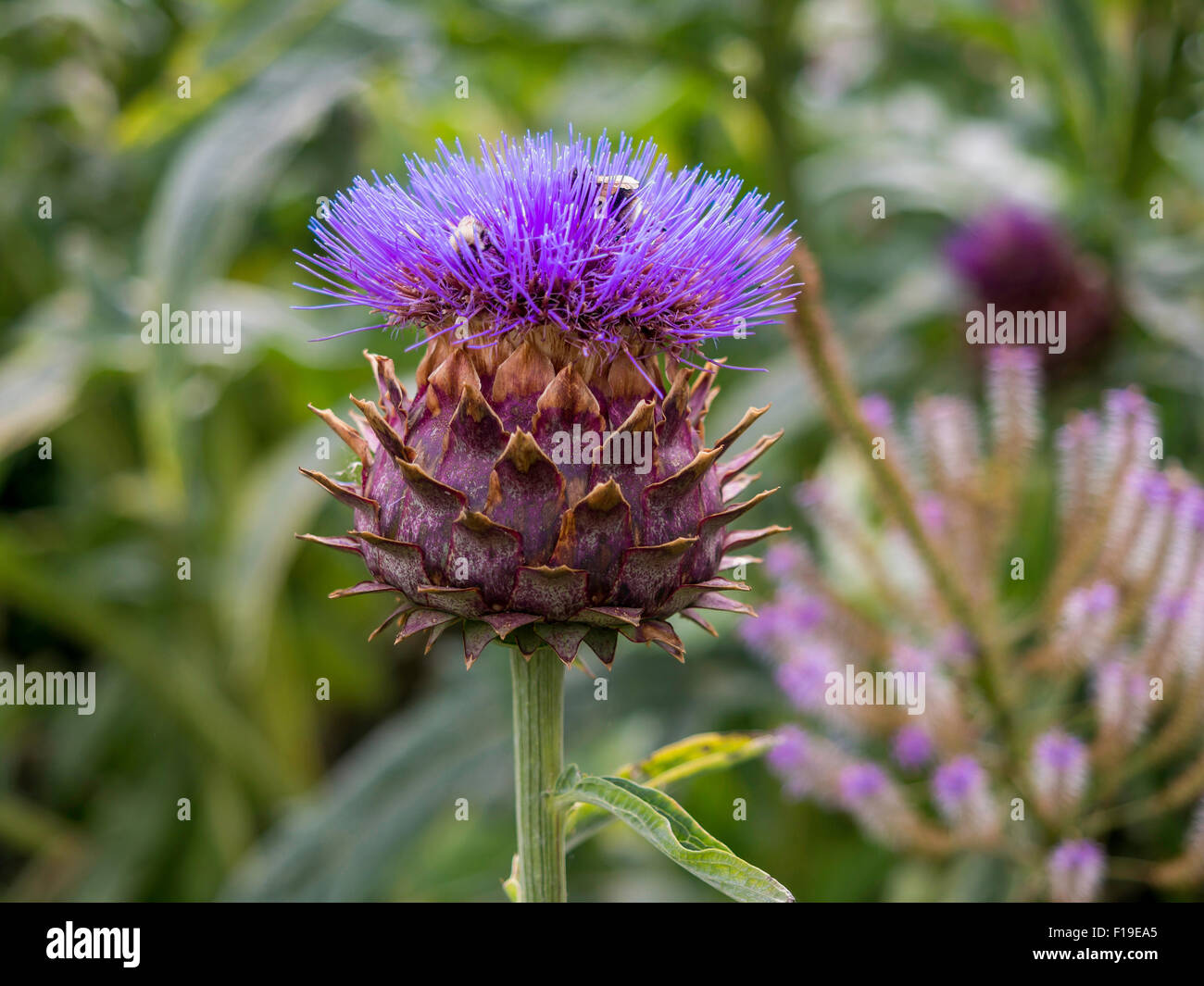 A Cardoon Cynara cardunculus also called the artichoke thistle cultivated in England UK with bumble bees foraging in the flower Stock Photo