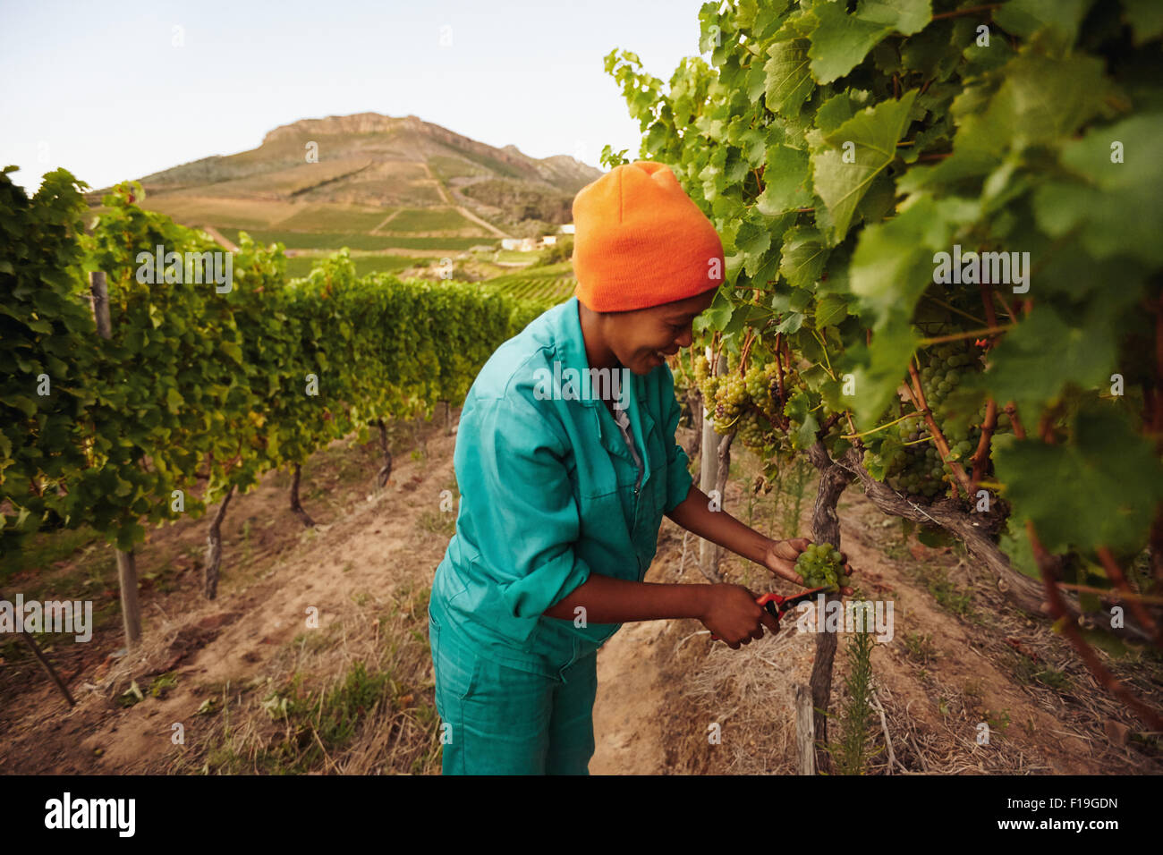 Woman in vineyard picking grape. Picker harvesting grapes on the vine. Stock Photo