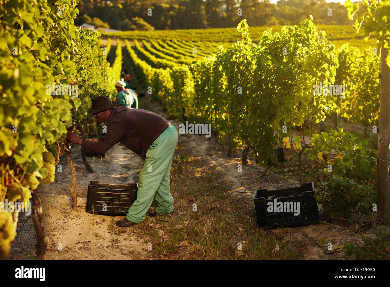 Image of worker picking grapes from vines and collecting in container