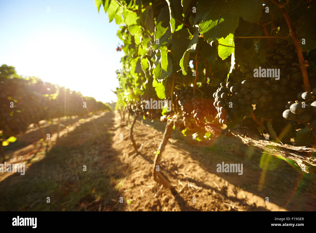 Black grapes on vines with bright sunlight on a summer day. Rows of vines bearing fruit in vineyard with sun flare. Stock Photo