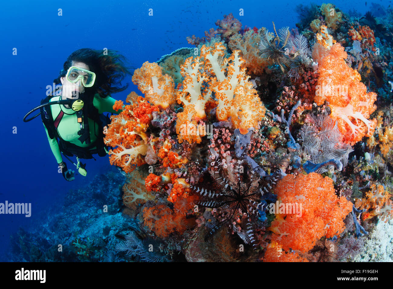 px0203-D. scuba diver (model released) admires soft corals (Dendronephthya sp.) which thrive along current-swept reefs. Indonesi Stock Photo