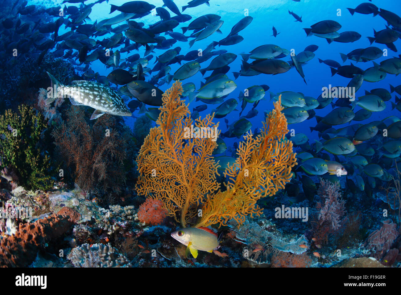 Fish emperor snapper hires stock photography and images Alamy