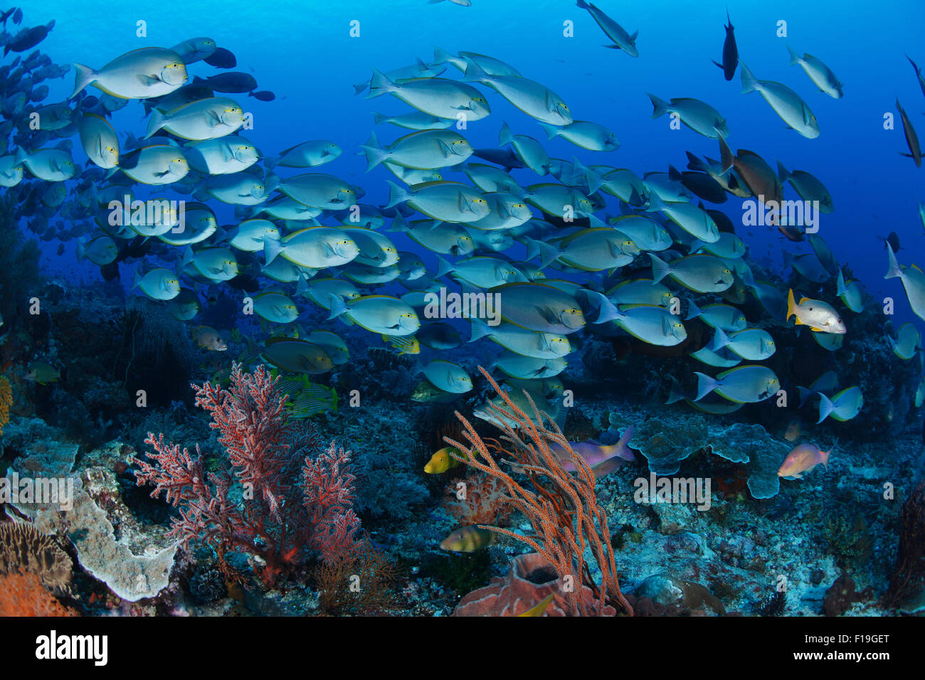 px0258-D. Yellowmask Surgeonfish (Acanthurus mata). Indonesia, tropical Pacific Ocean. Photo Copyright © Brandon Cole. All right Stock Photo