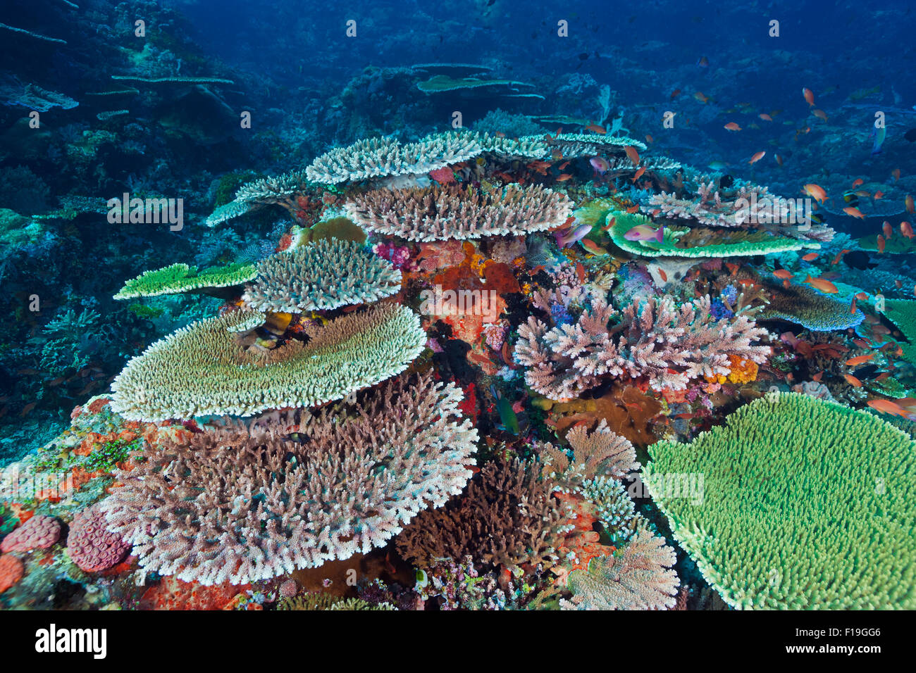PX0429-D. healthy plate corals on remote reef. Indonesia, tropical Indo-Pacific ocean. Photo Copyright © Brandon Cole. All right Stock Photo
