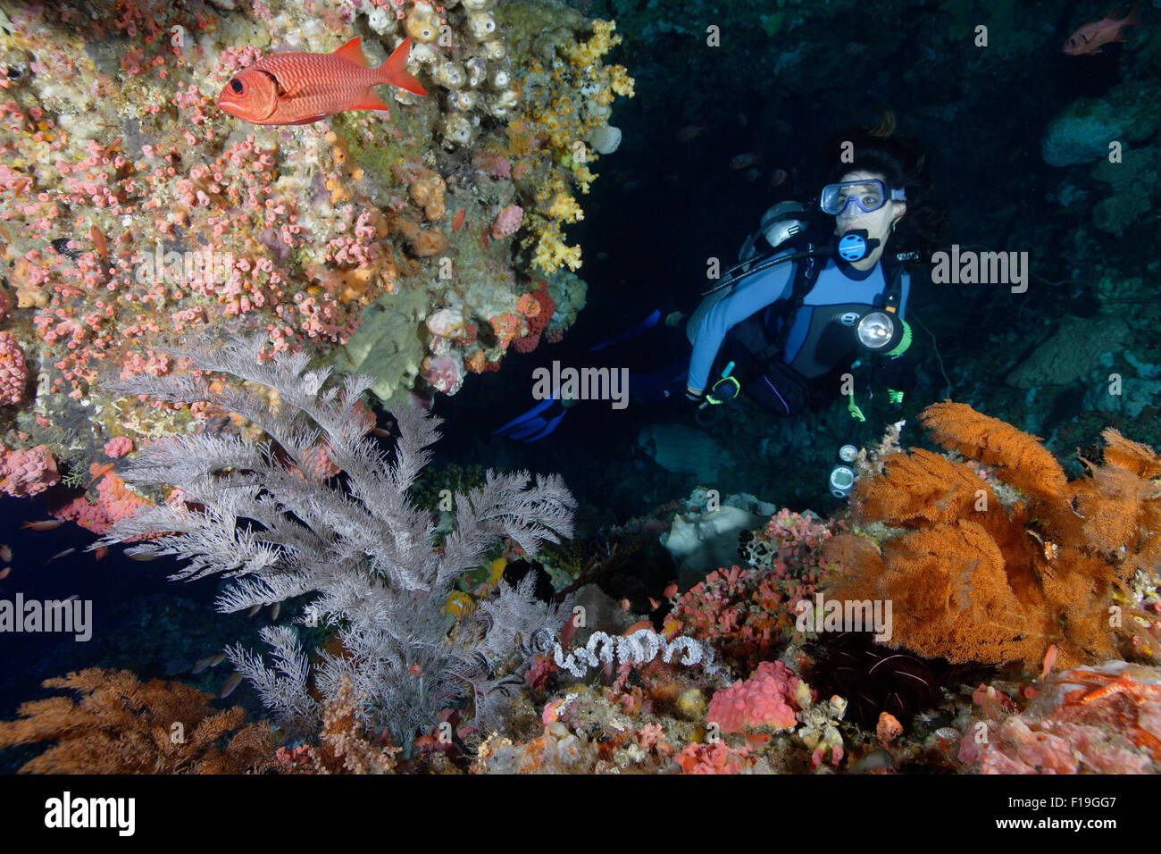 px0452-D. scuba diver (model released) explores cave adorned with black coral bushes. Indonesia, tropical Pacific Ocean. Photo C Stock Photo
