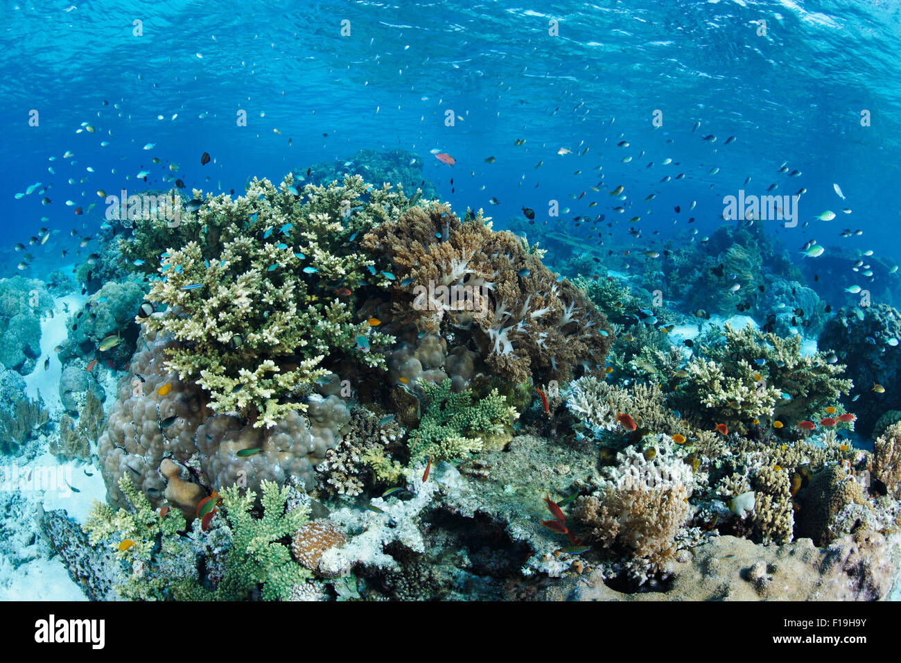 px0679-D. shallow reef with many species of corals and fish. Indonesia, tropical Pacific Ocean. Photo Copyright © Brandon Cole. Stock Photo