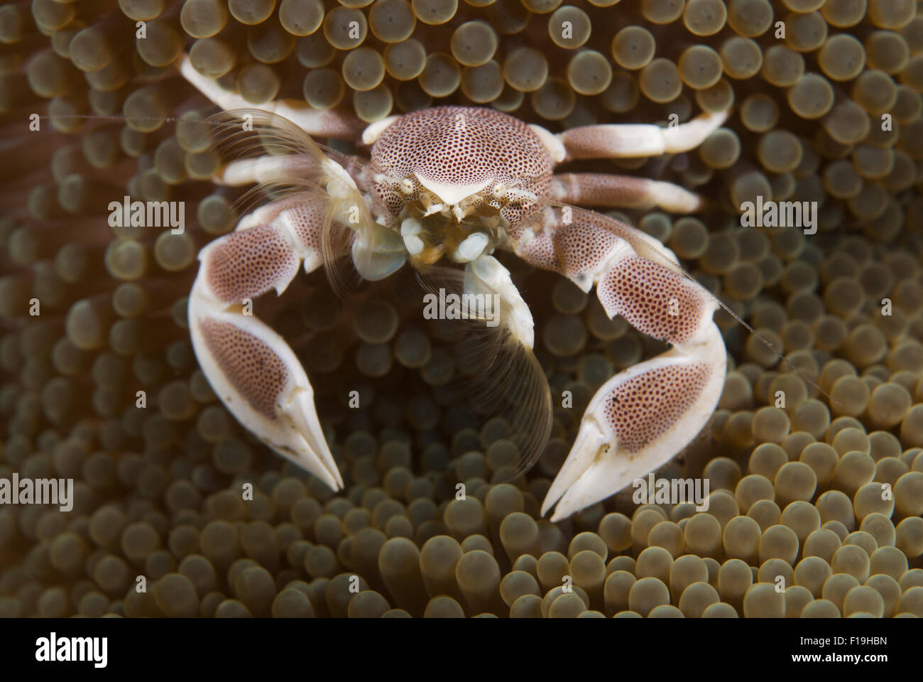 px8578-D. Porcelain Crab (Neopetrolisthes maculatus) feeding. Feathery 'mitts' catch drifting plant and animal matter. Indonesia Stock Photo