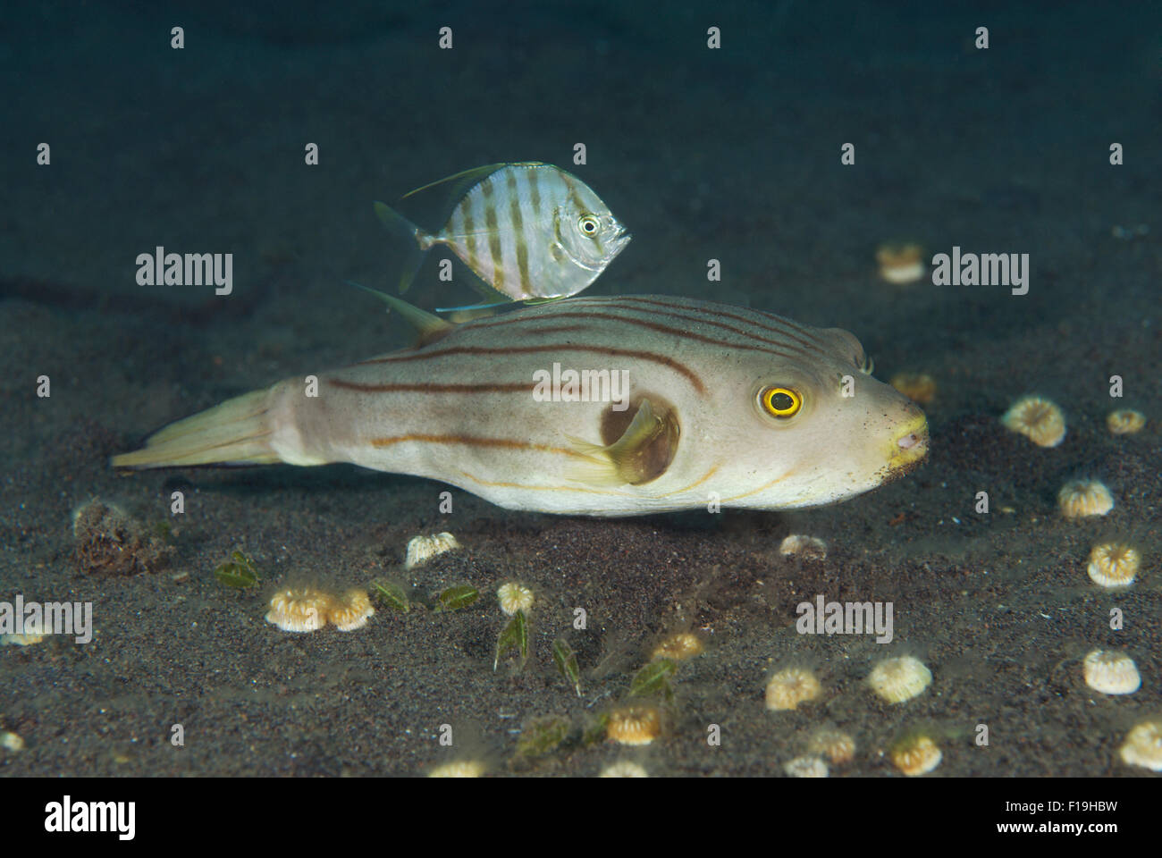 Jack Fish High Resolution Stock Photography and Images - Alamy