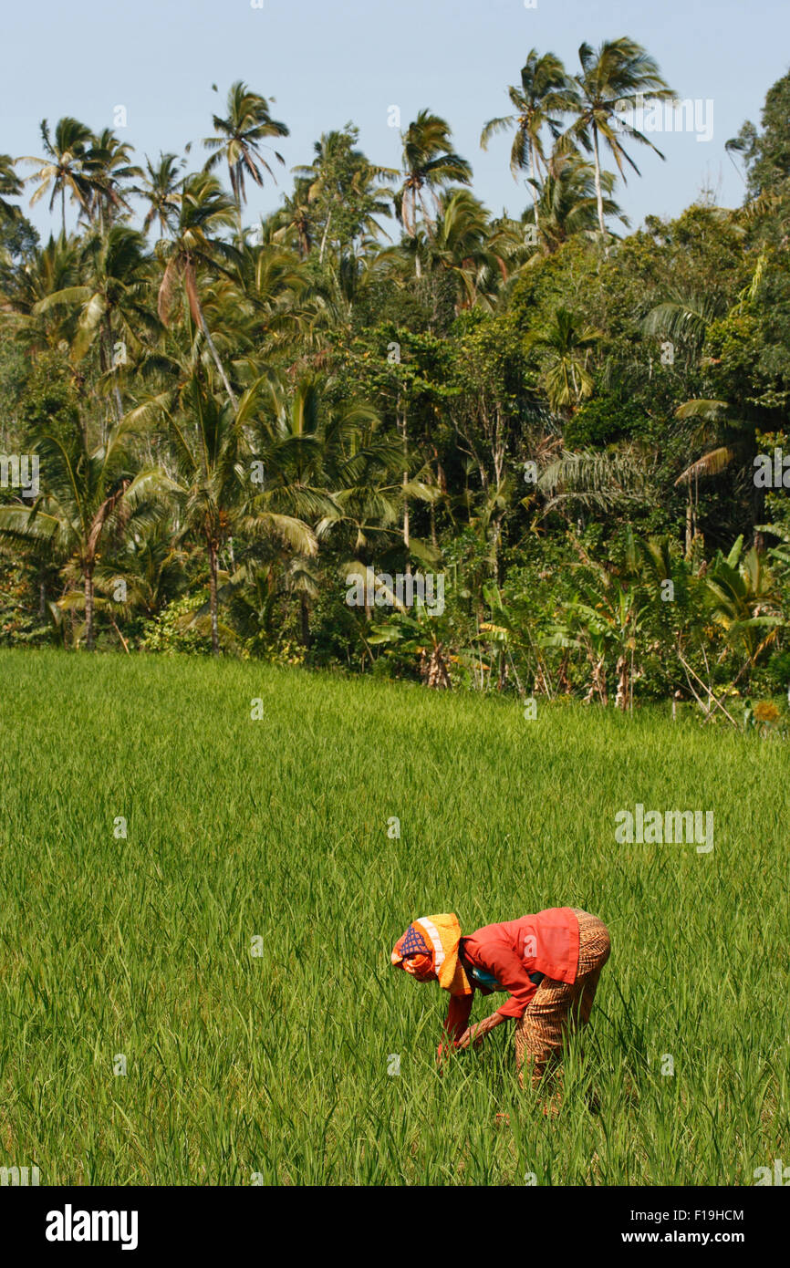 px42744-D. woman working in rice fields. Bali, Indonesia. Photo Copyright © Brandon Cole. All rights reserved worldwide. Stock Photo