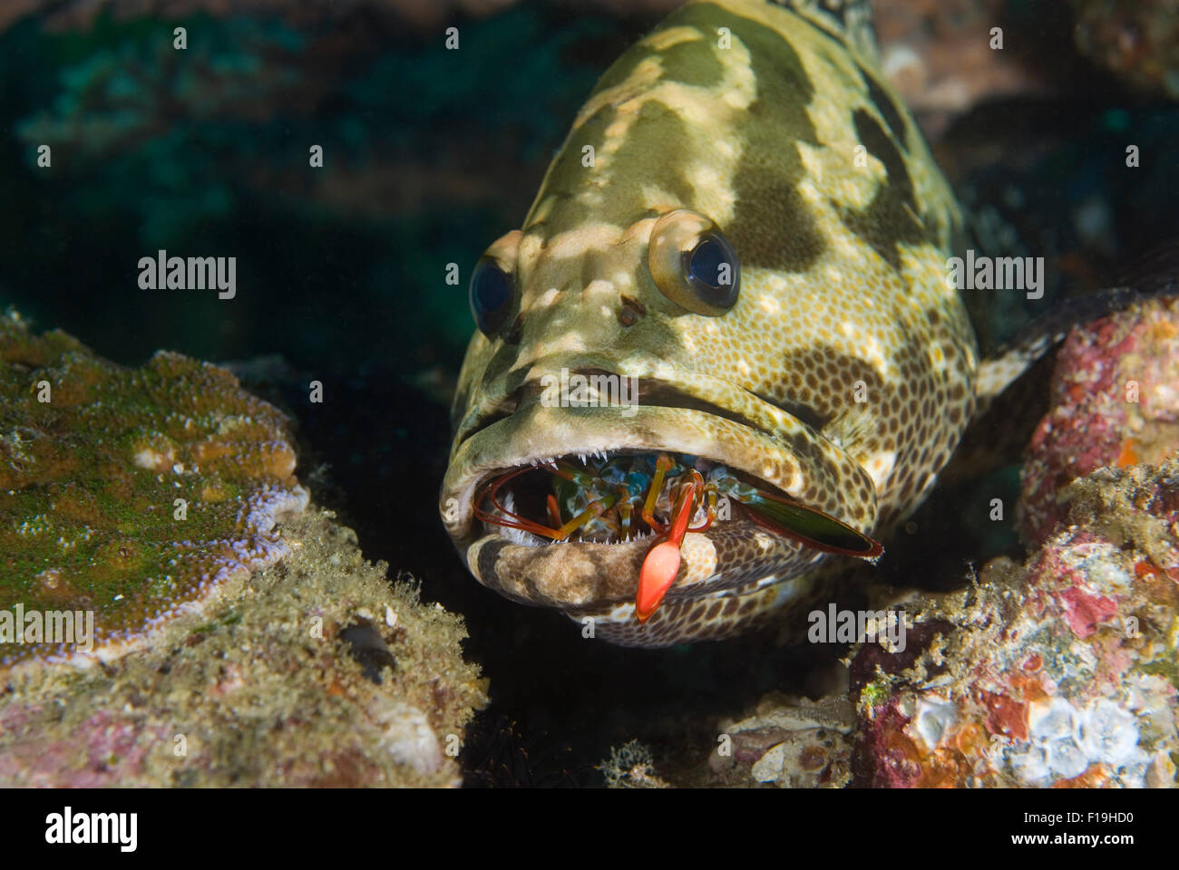 px50020-D. grouper (Epinephelus sp.) eating mantis shrimp. Probably a  Camoflauge Grouper (Epinephelus polyphekadion). Indonesia Stock Photo