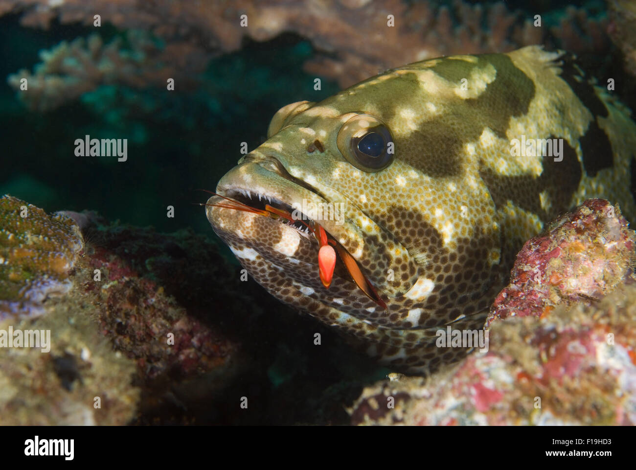 px50023-D. grouper (Epinephelus sp.) eating mantis shrimp. Probably a  Camoflauge Grouper (Epinephelus polyphekadion). Indonesia Stock Photo