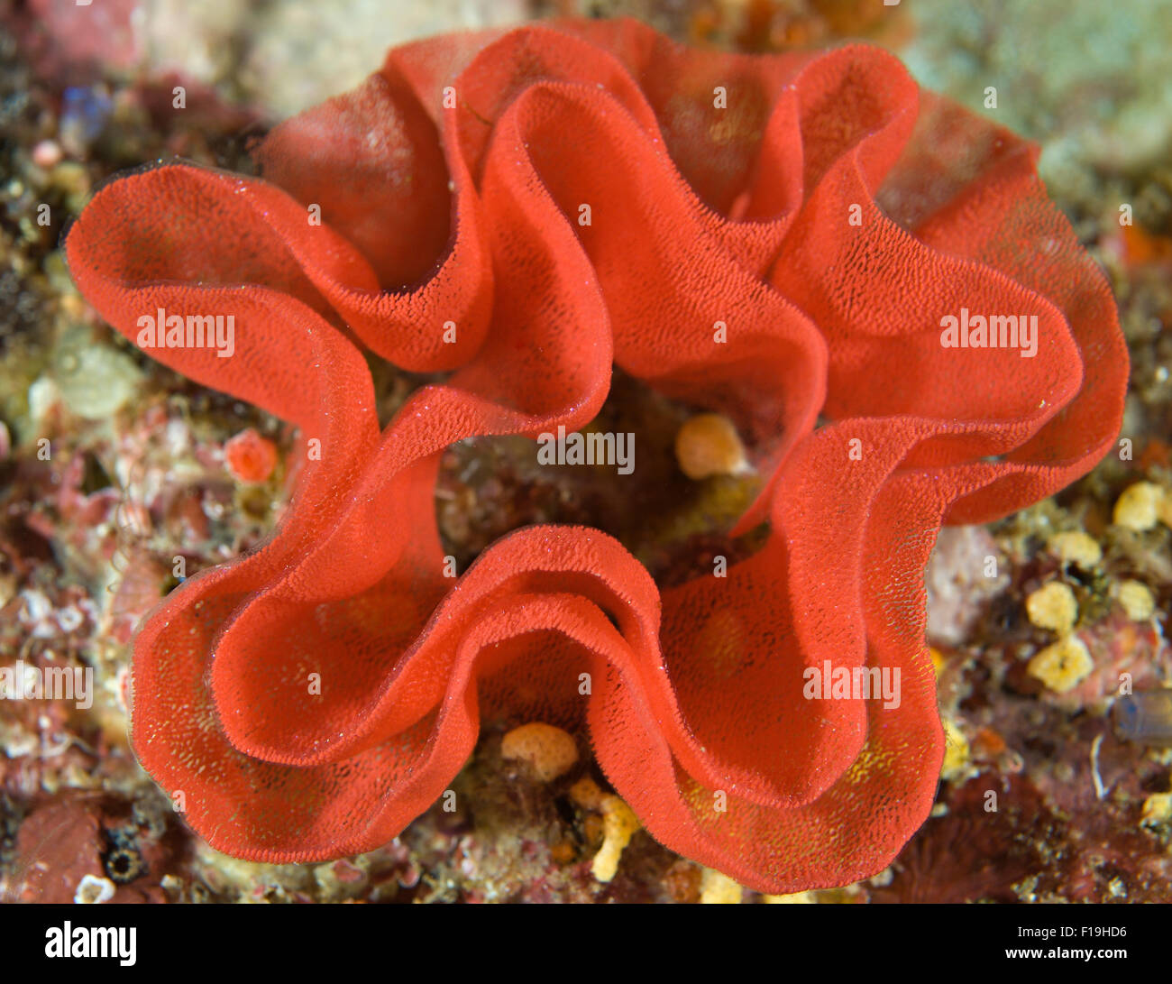 PX50070-D. eggs of Spanish Dancer Nudibranch (Hexabranchus sanguineus). Thousands of eggs in egg ribbon coil laid by sea slug Stock Photo