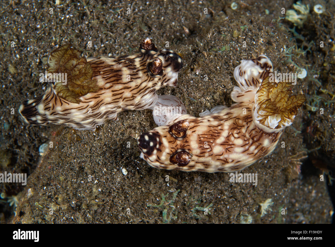 px510249-D. nudibranchs (Jorunna rubescens) mating. Indonesia, tropical Pacific Ocean. Photo Copyright © Brandon Cole. All right Stock Photo