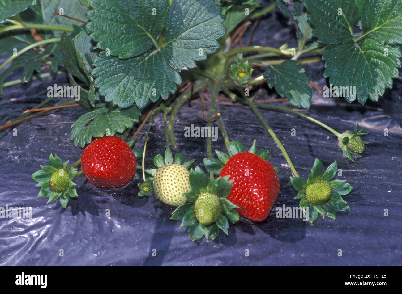 Strawberries growing in a market garden near Bankstown in Sydney, NSW