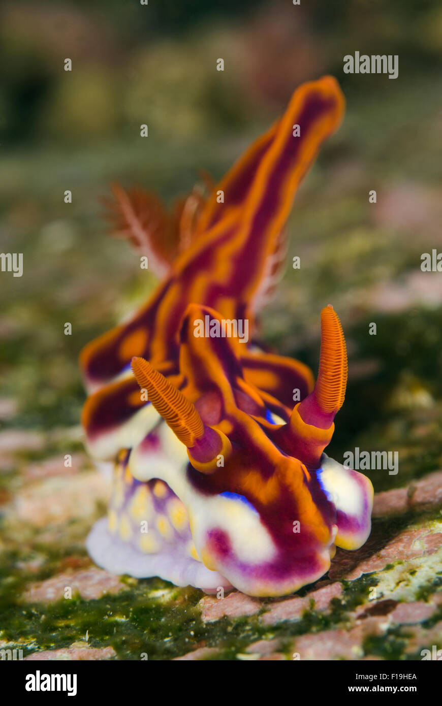 px520405-D. Magnificent Nudibranch (Ceratosoma flavicostatum) sea slug, also called Miamira flavicostata and Ceratosoma magnific Stock Photo