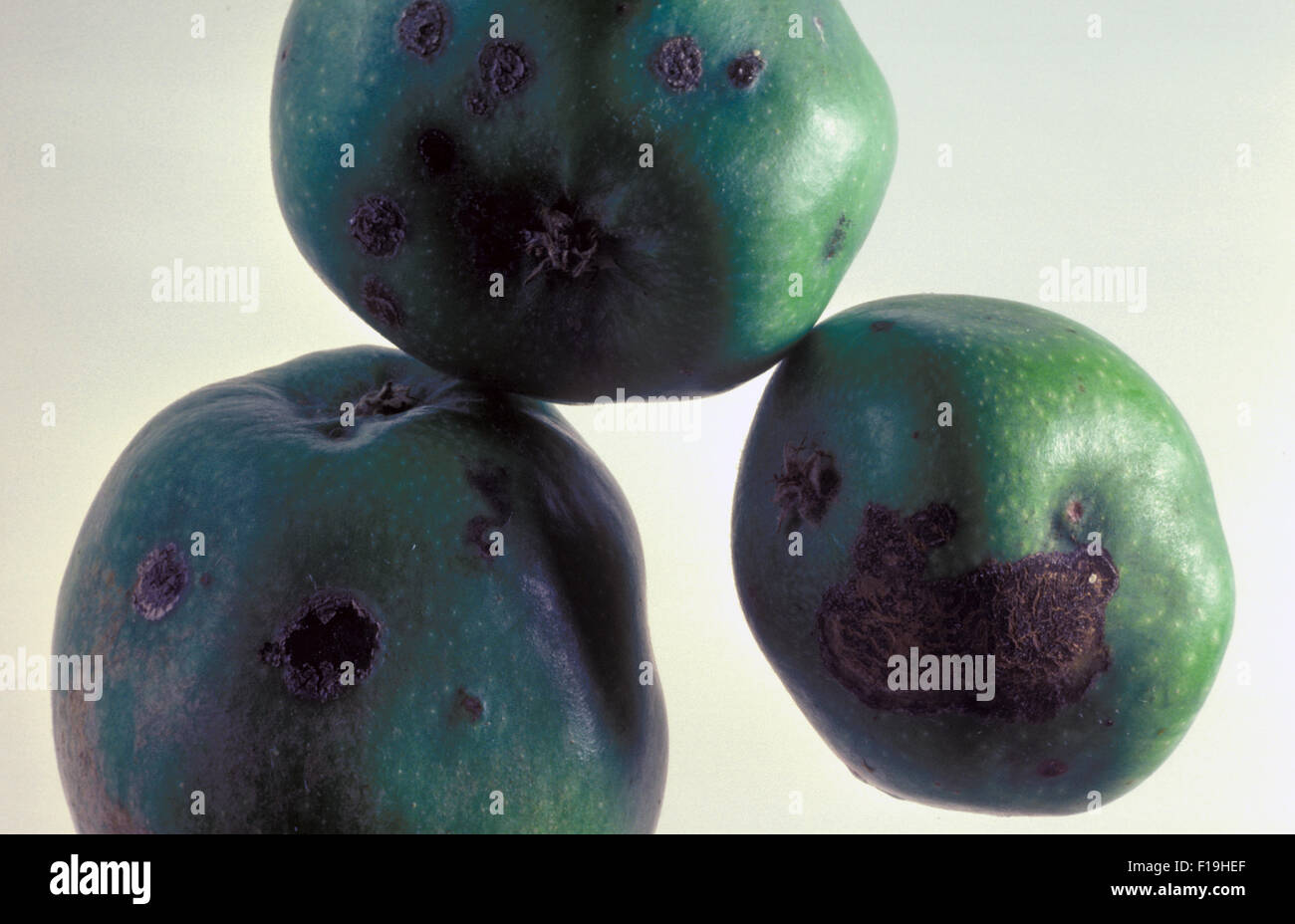 APPLE SCAB (VENTURIA INAEQUALIS) ALSO KNOWN AS BLACK SPOT Stock Photo