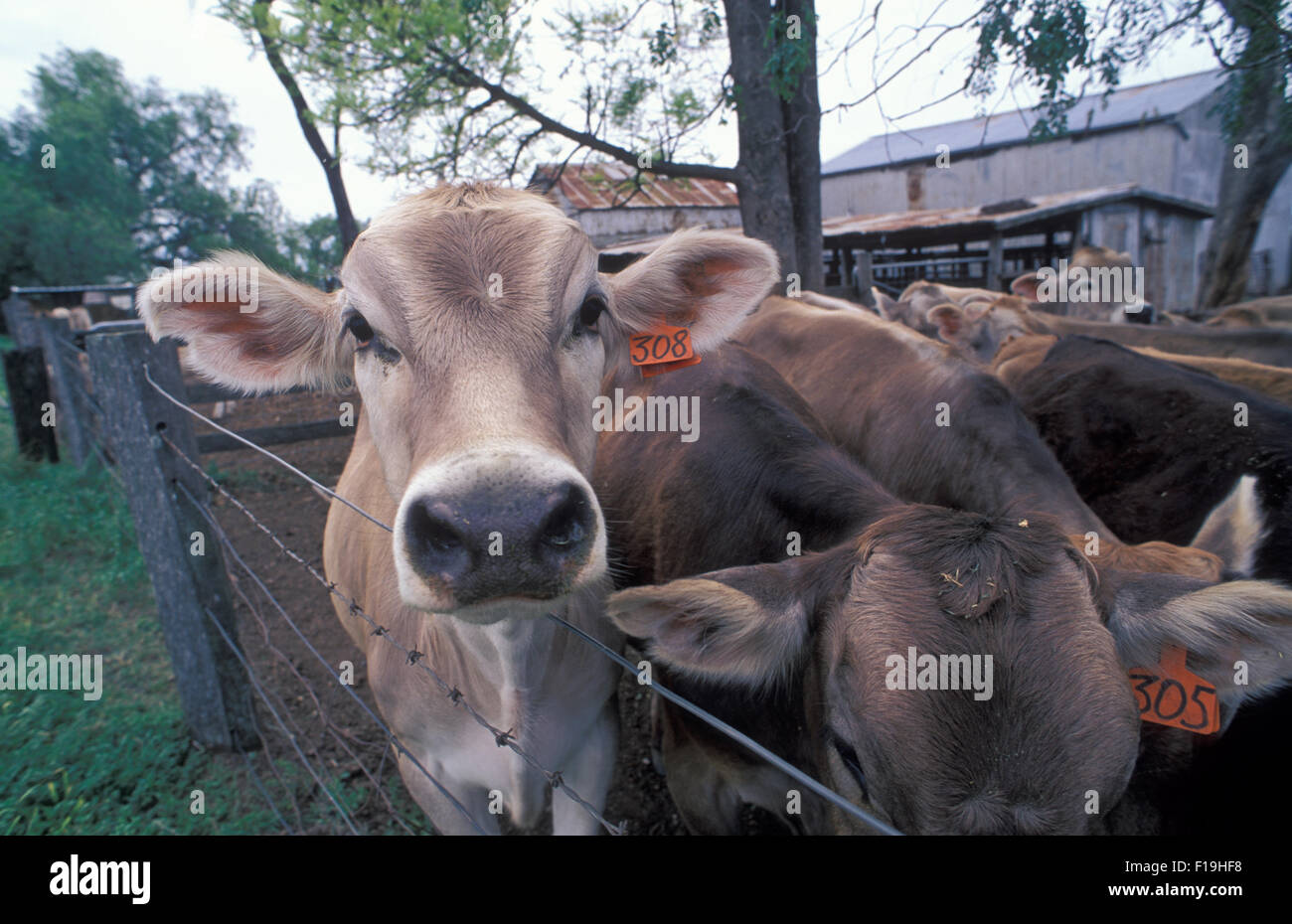 Cattle on rural property in New South Wales, Australia Stock Photo