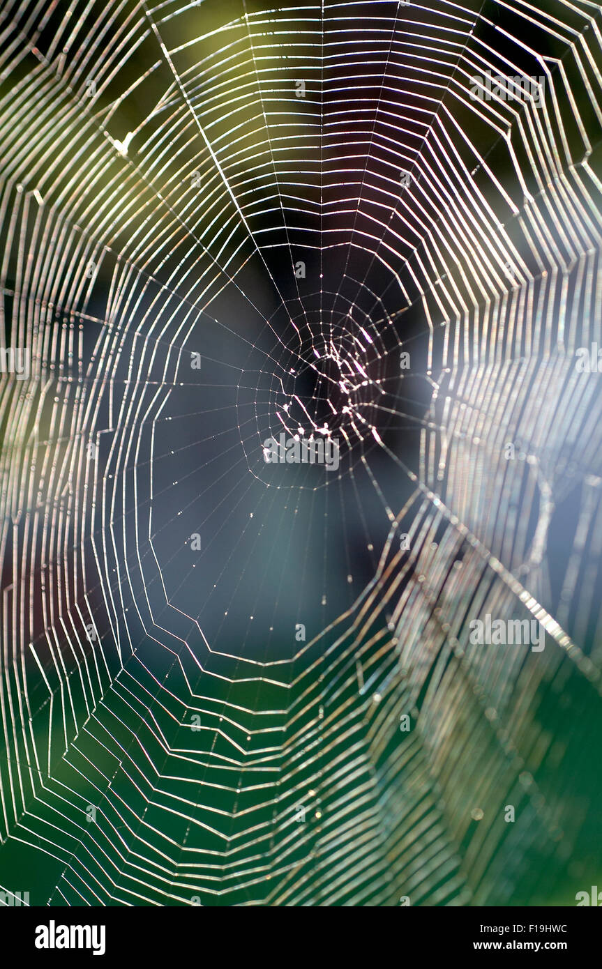 Network cobweb spiderweb web net spider Stock Photo