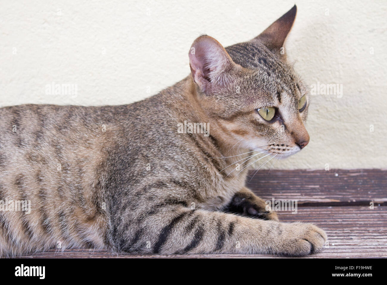 A tiger (tabby) cat relaxing at front yard Stock Photo Alamy