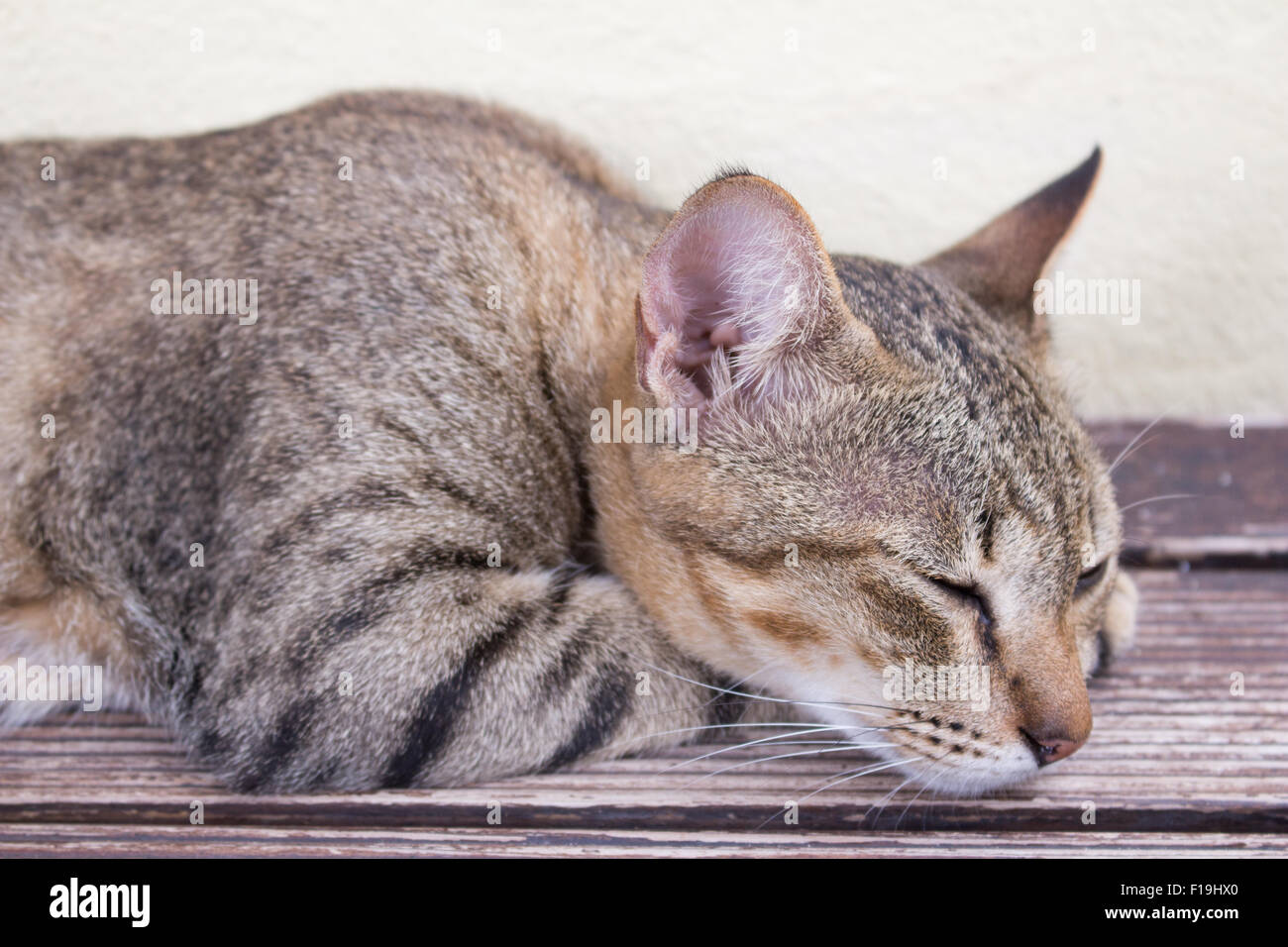 A tiger (tabby) cat relaxing at front yard Stock Photo Alamy