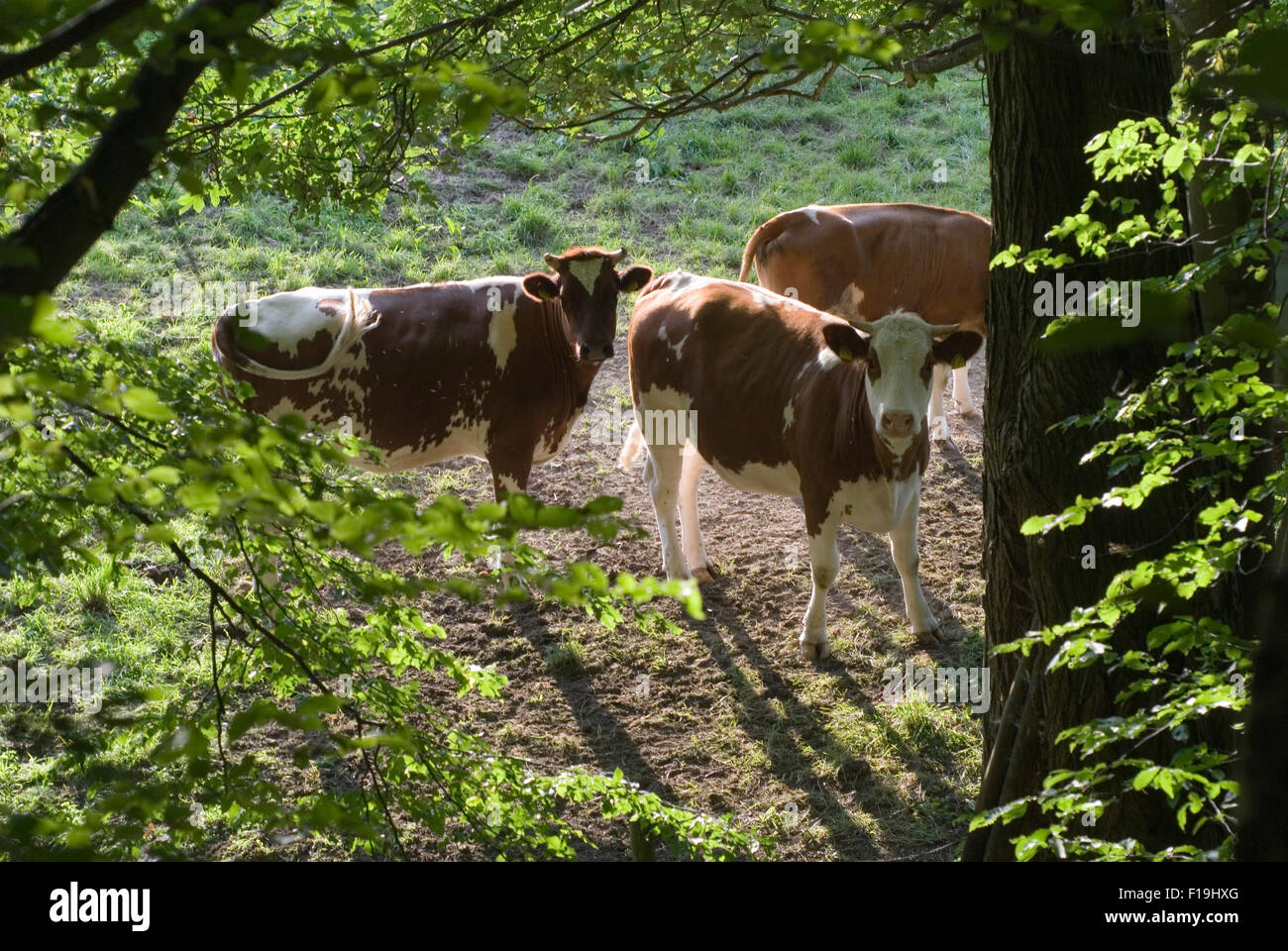Cows on a meadow at the forest edge Stock Photo