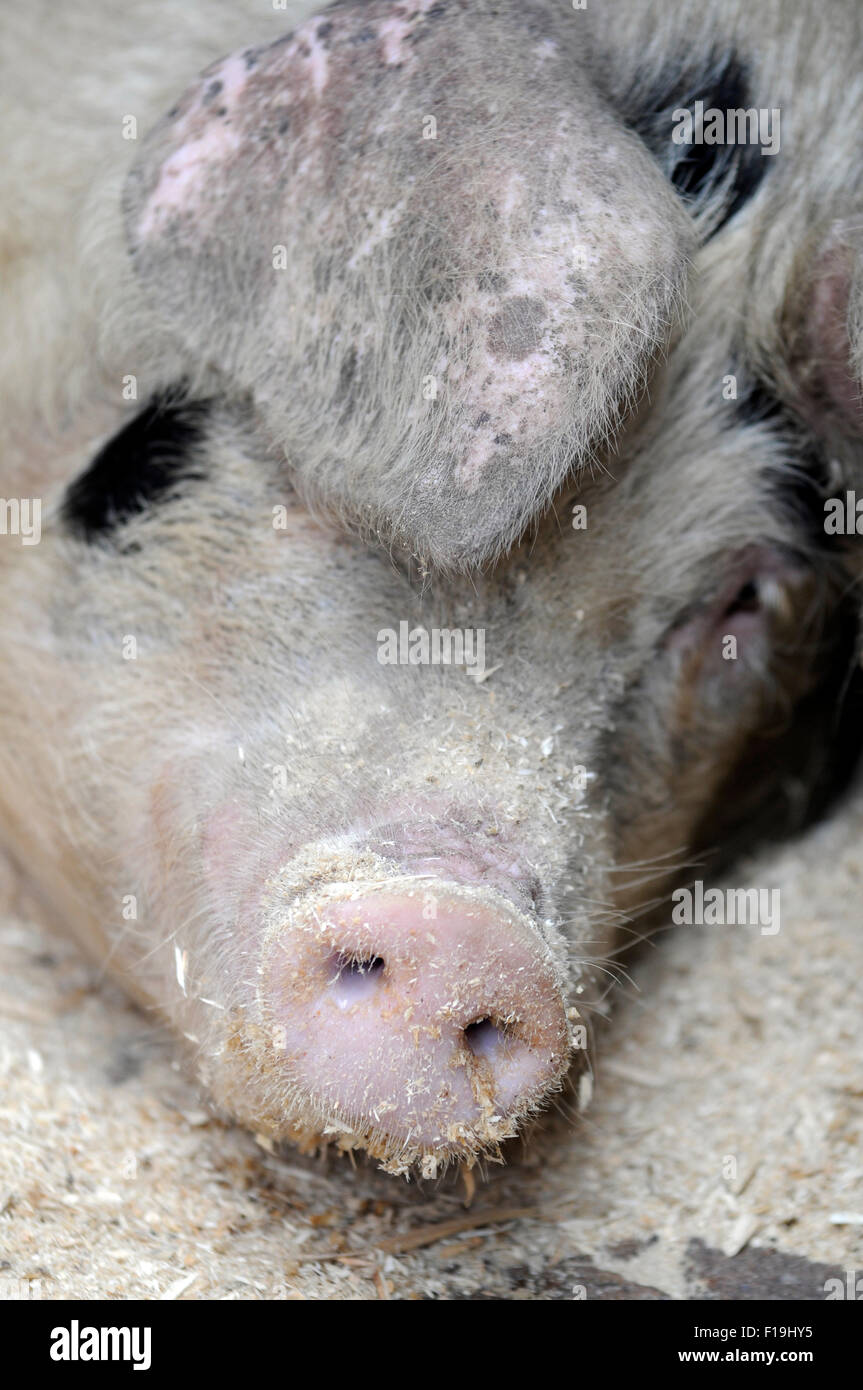 Domestic pig (Sus scrofa domestica) is situated in the shed Stock Photo