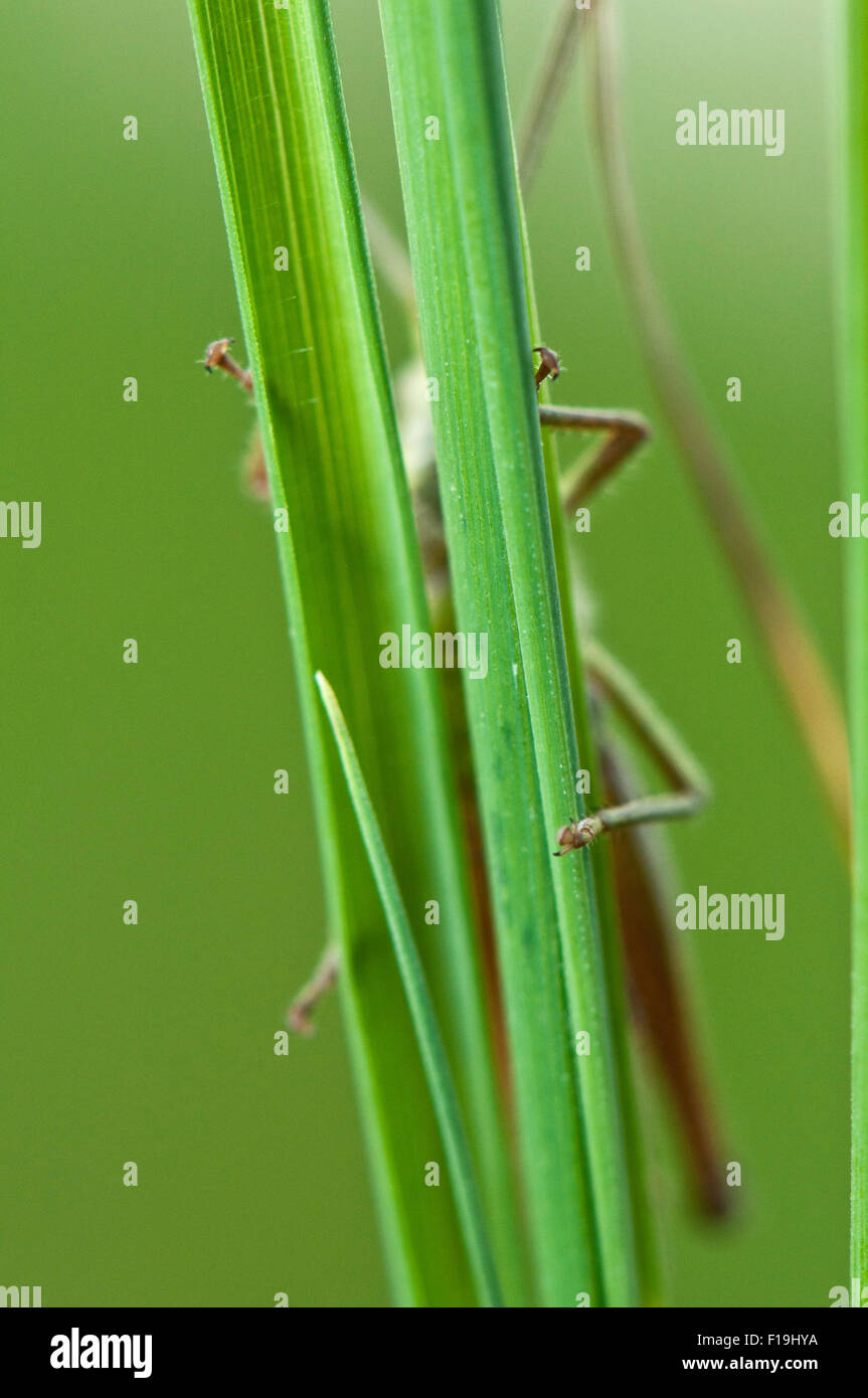 Meadow Grasshopper (Chorthippus parallelus) on gras germany europe Stock Photo