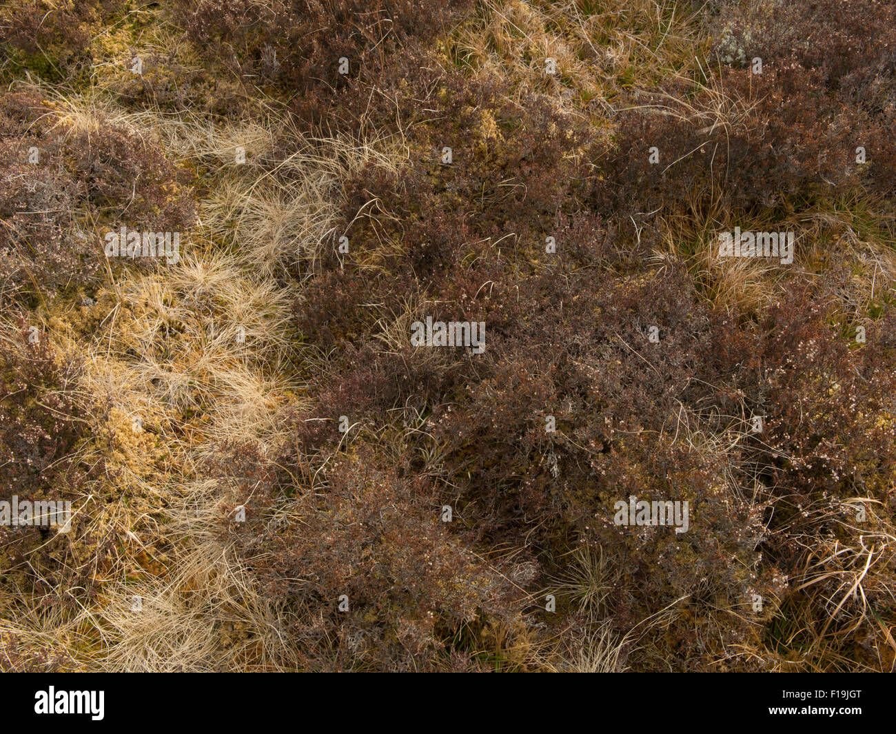 Peat bog surface detail,Highland,Scotland,UK Stock Photo Alamy