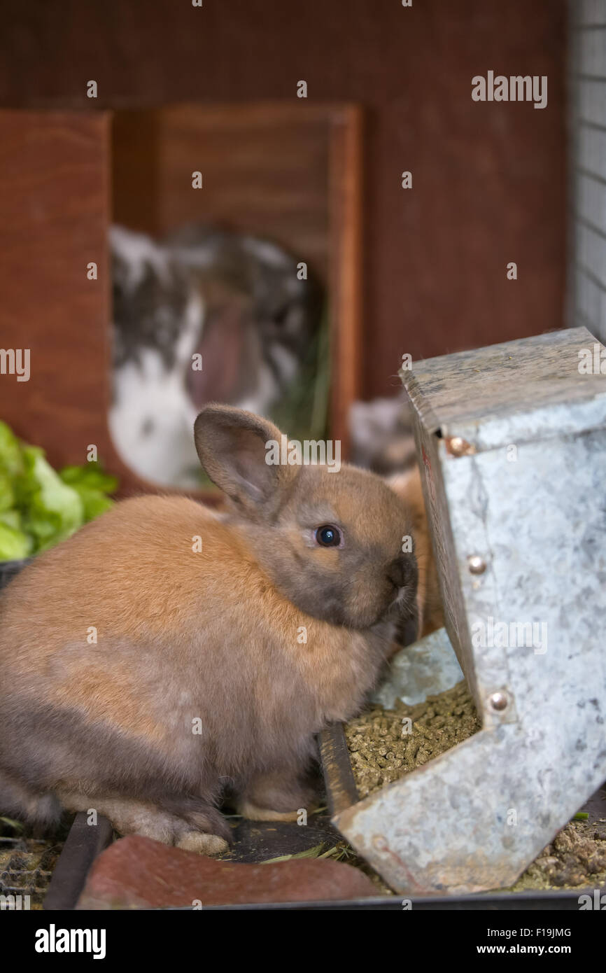 Bunnies in a rabbit cage eating rabbit pellets at Baxter Barn in Fall