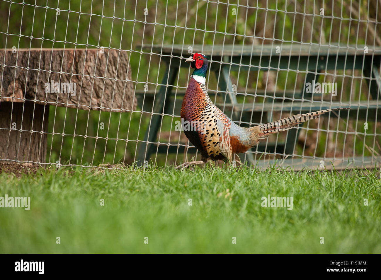 Male Ring-necked Pheasant at liberty at Baxter Barn farm in Fall City, Washington, USA Stock Photo