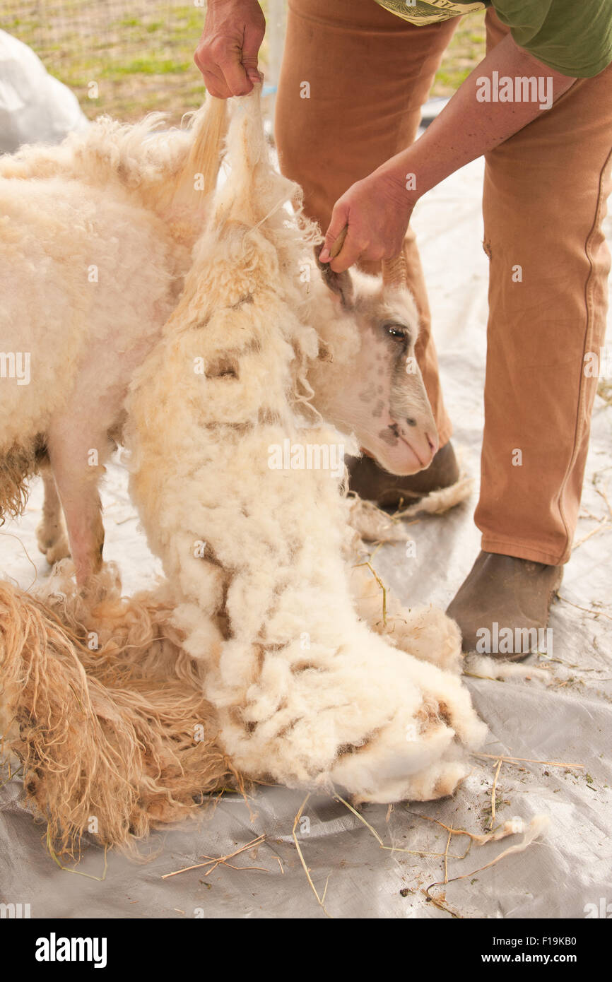 Old sheep shears on white background Stock Photo - Alamy