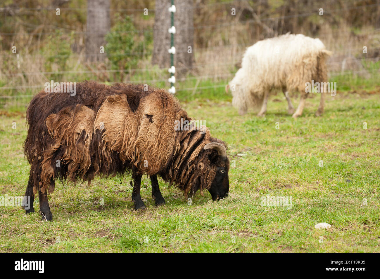 Two shaggy Icelandic sheep in the pasture, ready for shearing.  Icelandic sheep is one of the world's oldest and purest breeds. Stock Photo