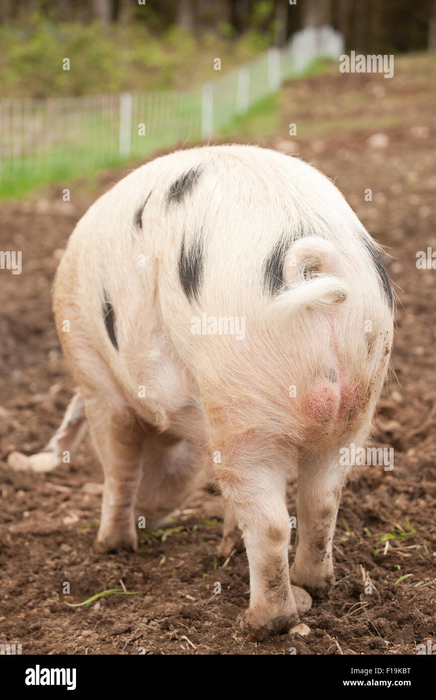 Rear view of Gloucestershire pig with a curly tail at Dog Mountain Farm in Carnation, Washington, USA Stock Photo