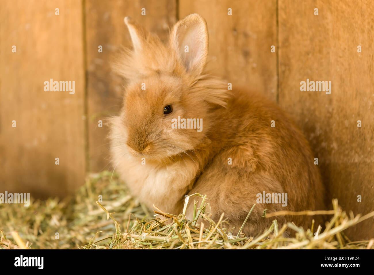 Soft, furry bunny at Fox Hollow Farm near Issaquah, Washington, USA Stock Photo