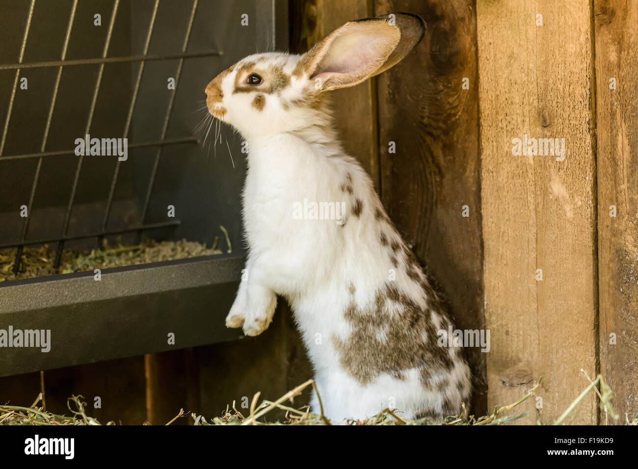 Wary rabbit standing up in front of its feeding trough of pellets at Fox Hollow Farm near Issaquah, Washington, USA Stock Photo