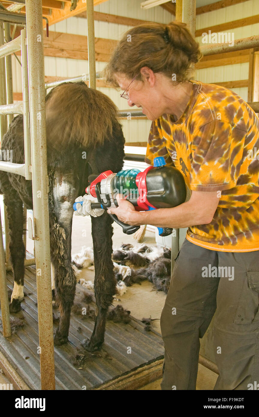 Woman using large water blaster to medicate llama's (Anuska Hemple) puncture and muscle wound at a farm near Issaquah, WA Stock Photo