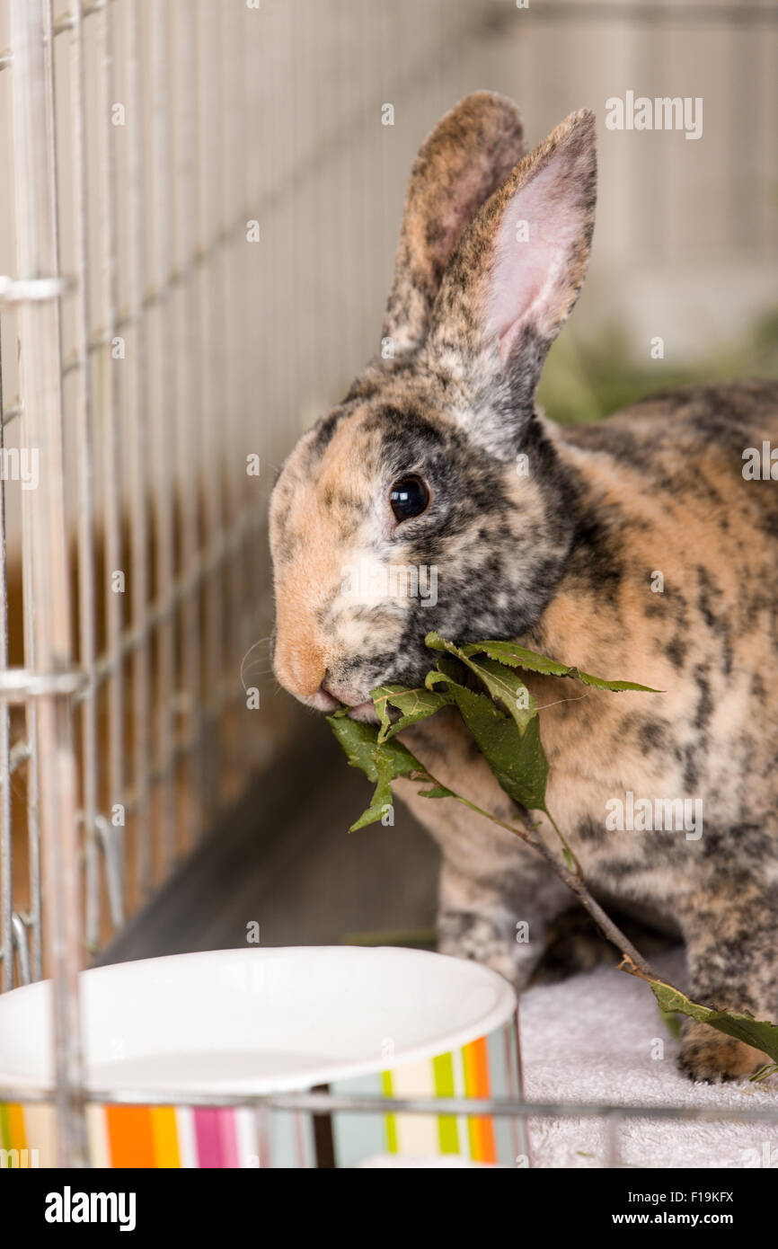 Harlequin Mini Rex pet rabbit eating an apple branch. Stock Photo