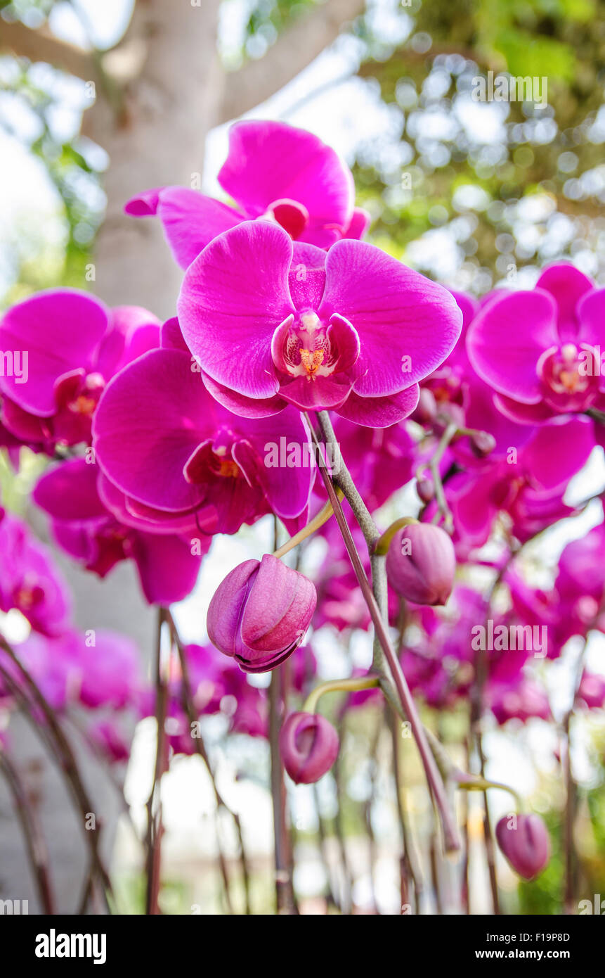 Pink orchids in hi-res stock photography and images - Alamy