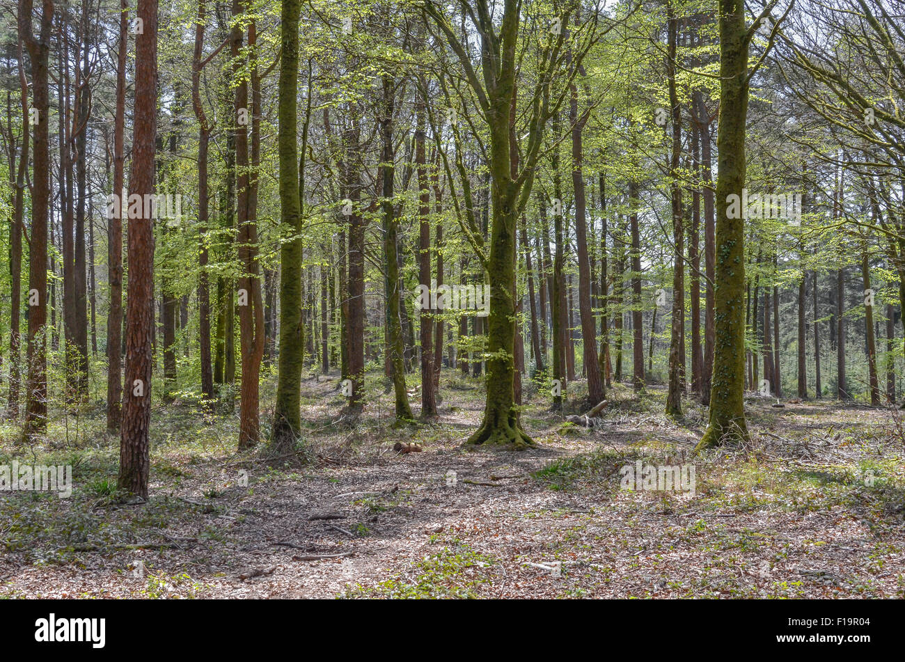 Springtime woodland / woodland glade - mixed deciduous and evergreens. Woodland floor example, carbon capture metaphor. Stock Photo