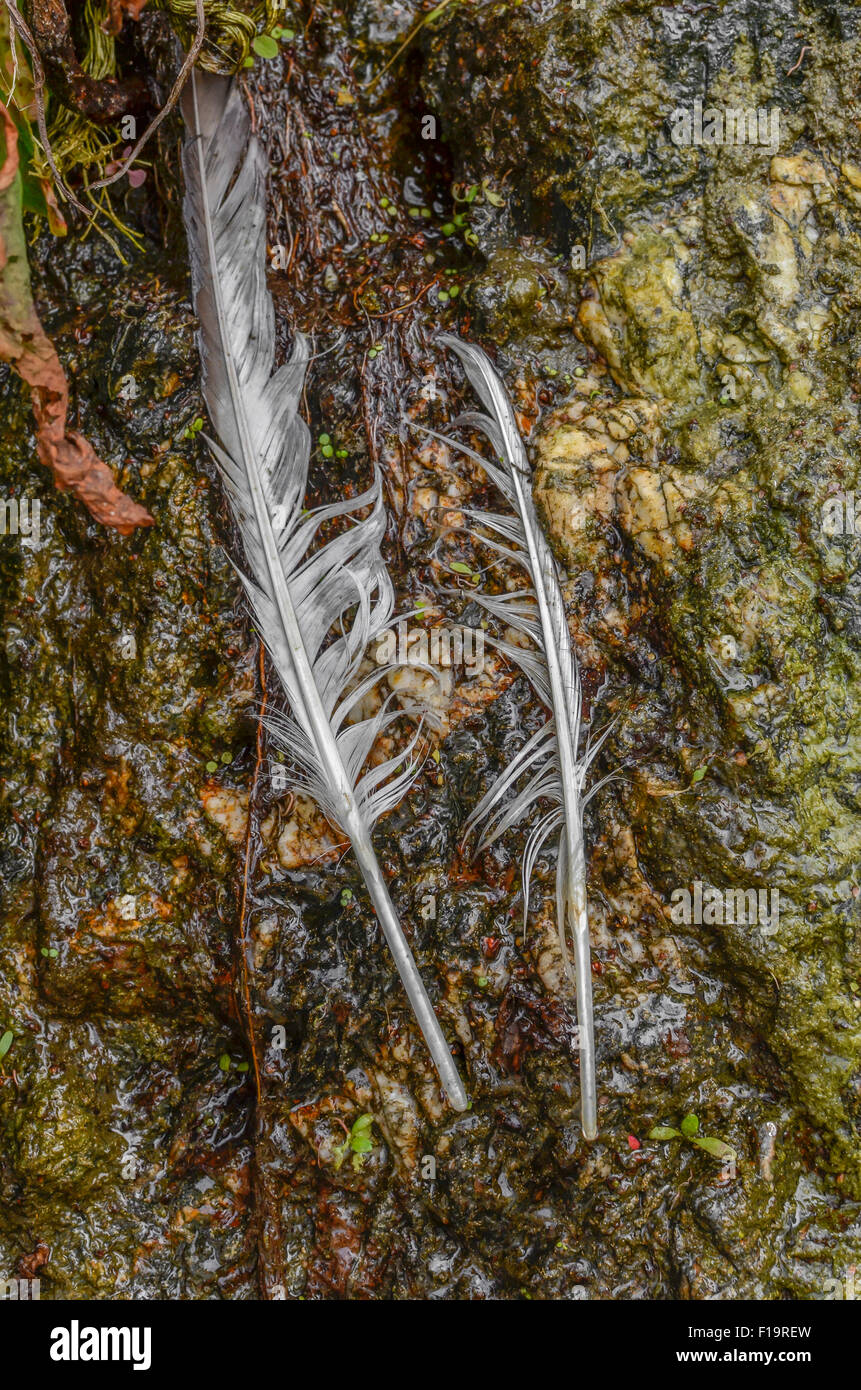 Survival skills concept. Two feathers being used for collecting surface water on a rock for survival purposes. Full explanation in 'description'. Stock Photo