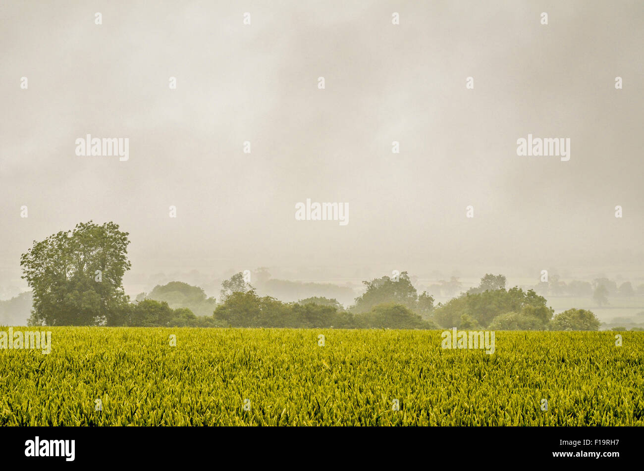 Green fields of England concept. Dark and broody rain-sodden day hanging over an unripe wheat crop. For food security / growing food, gloomy outlook. Stock Photo