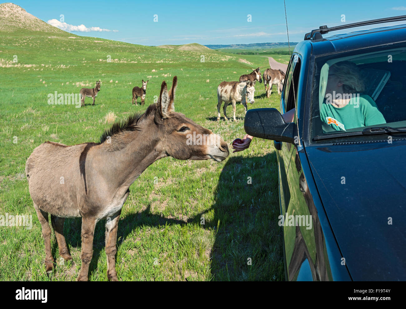 Nebraska, Crawford, Fort Robinson State Park, Smiley Canyon Scenic Drive, wild burros (Equis asinus) Stock Photo