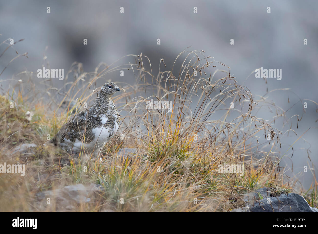 Lagopus muta / Rock Ptarmigan / Alpenschneehuhn in natural habitat. Stock Photo
