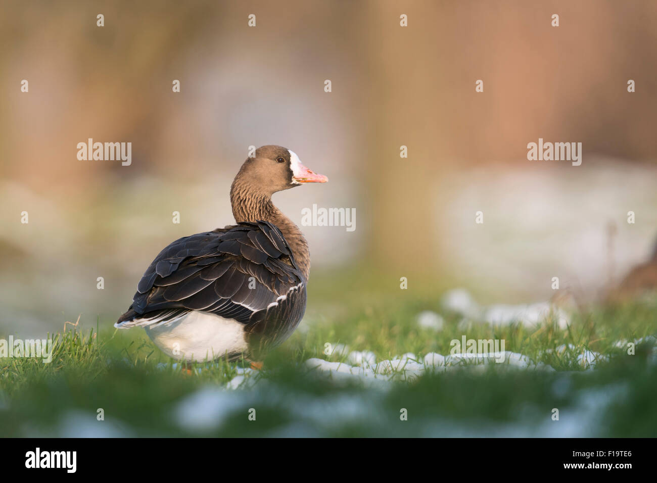 Anser albifrons / White-fronted Goose / Arctic Goose / Blessgans spends the winter on a meadow at Lower Rhine / Germany. Stock Photo